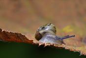 bosloofslak (monachoidus incarnatus) 9-2014 0888
